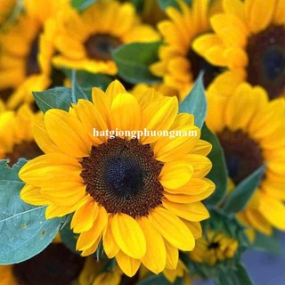 20 Hạt - Hạt Giống Hoa Hướng Dương Cắt Cành ( Nhụy Đen) - F1- Op Phương Nam