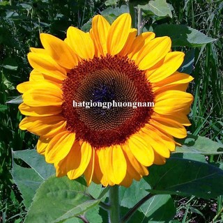 20 Hạt - Hạt Giống Hoa Hướng Dương Cắt Cành ( Nhụy Đen) - F1- Op Phương Nam
