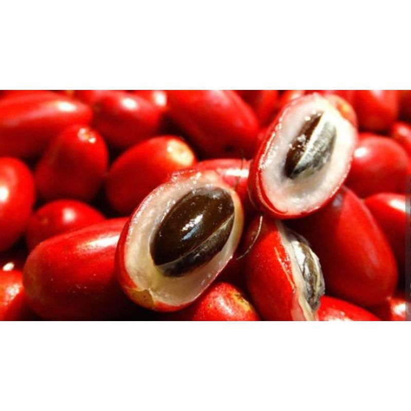 Cây Thần Kỳ KimBioFarm – Cây giống độc lạ đổi vị giác từ chua thành ngọt, nhiều trái, cao 40-60cm