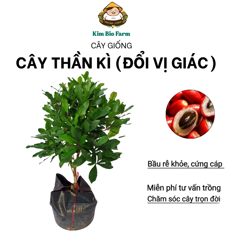 Cây Thần Kỳ KimBioFarm – Cây giống độc lạ đổi vị giác từ chua thành ngọt, nhiều trái, cao 40-60cm