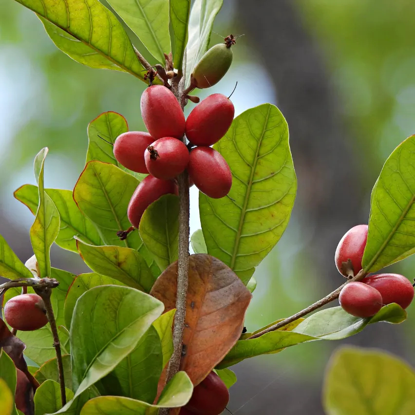 Cây Thần Kỳ KimBioFarm – Cây giống độc lạ đổi vị giác từ chua thành ngọt, nhiều trái, cao 40-60cm