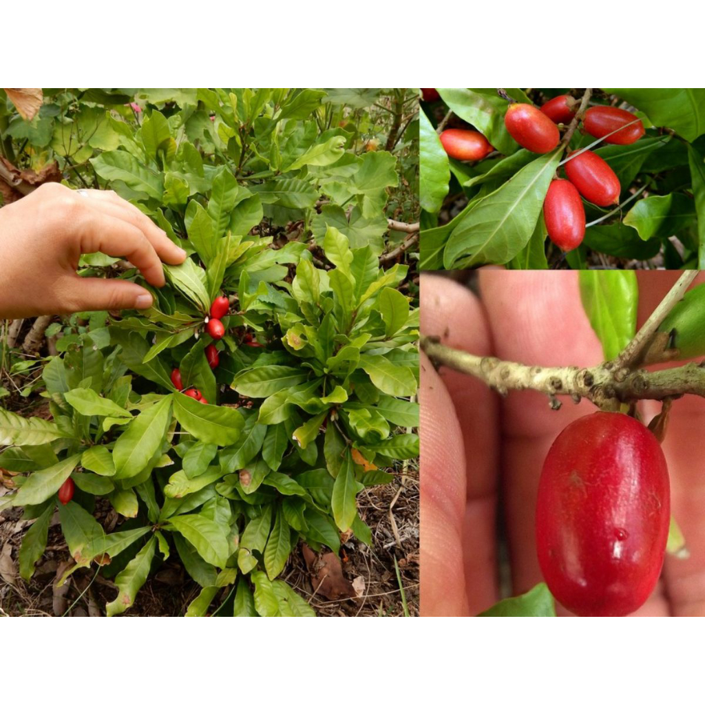 Cây Thần Kỳ KimBioFarm – Cây giống độc lạ đổi vị giác từ chua thành ngọt, nhiều trái, cao 40-60cm