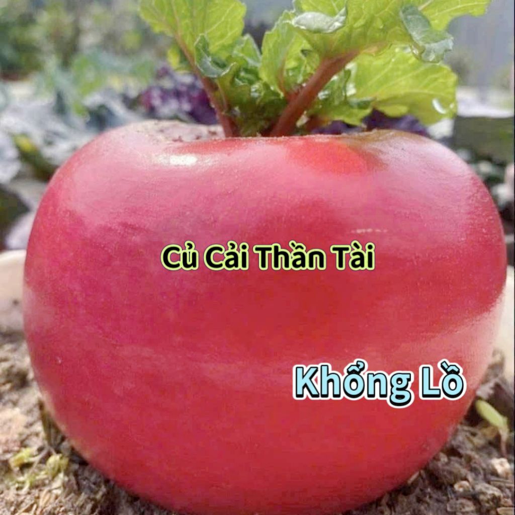 Hạt Giống Củ Cải Thần Tài🌸  khổng lồ, làm cảnh và ăn cực ngon