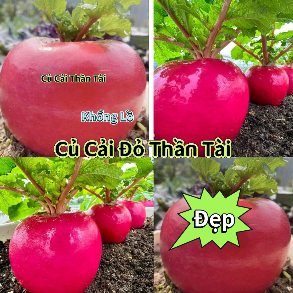 Hạt Giống Củ Cải Thần Tài🌸  khổng lồ, làm cảnh và ăn cực ngon