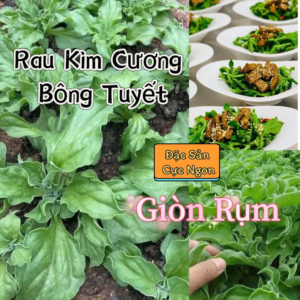 Hạt Giống Rau Kim Cương Nhập Khẩu 💯 Đặc Sản Cây Trồng Ăn Cực Ngon, Dễ Trồng Chất Lượng Cao