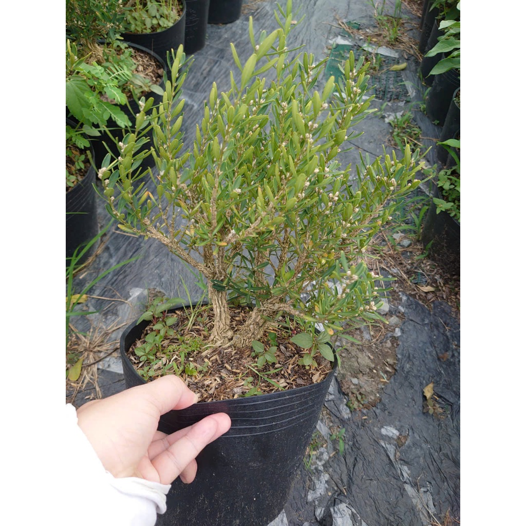 Chậu Cây Cảnh Hoàng Dương Indo (Buxus) - cây cảnh bonsai để bàn sang trọng nhà giàu thích trồng