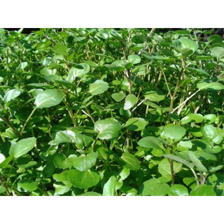 Hạt Giống Rau Cải Xoong, Dễ Trồng, Sinh Trưởng Phát Triển Khoẻ- gói 1 gam