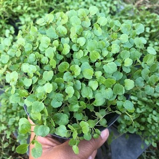 Hạt Giống Rau Cải Xoong, Dễ Trồng, Sinh Trưởng Phát Triển Khoẻ- gói 1 gam
