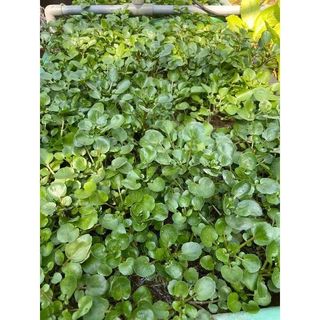 Hạt Giống Rau Cải Xoong, Dễ Trồng, Sinh Trưởng Phát Triển Khoẻ- gói 1 gam