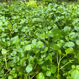 Hạt Giống Rau Cải Xoong, Dễ Trồng, Sinh Trưởng Phát Triển Khoẻ- gói 1 gam