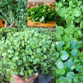 Hạt Giống Rau Cải Xoong, Dễ Trồng, Sinh Trưởng Phát Triển Khoẻ- gói 1 gam
