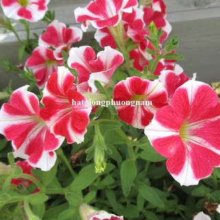20 Hạt - Hạt Giống Hoa Dạ Yến Thảo Sọc F1 Phương Nam