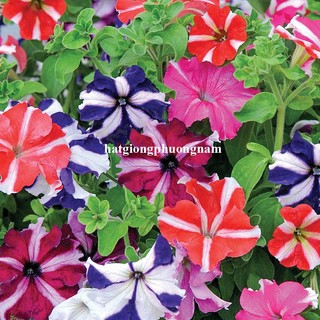 20 Hạt - Hạt Giống Hoa Dạ Yến Thảo Sọc F1 Phương Nam