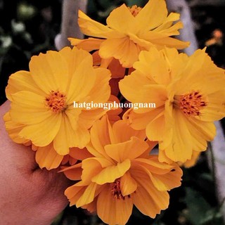 0,5 Gram - Hạt Giống Hoa Sao Nhái Cánh Bướm Vàng Lùn Kép Chuân Mỹ Phương Nam