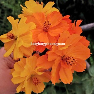 0,5 Gram - Hạt Giống Hoa Sao Nhái Cánh Bướm Vàng Lùn Kép Chuân Mỹ Phương Nam