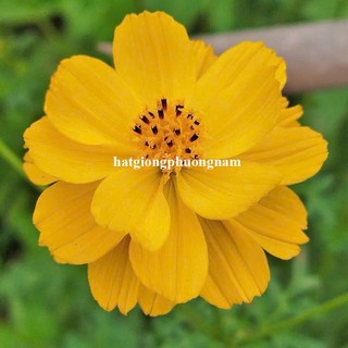 0,5 Gram - Hạt Giống Hoa Sao Nhái Cánh Bướm Vàng Lùn Kép Chuân Mỹ Phương Nam