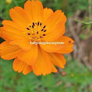 0,5 Gram - Hạt Giống Hoa Sao Nhái Cánh Bướm Vàng Lùn Kép Chuân Mỹ Phương Nam