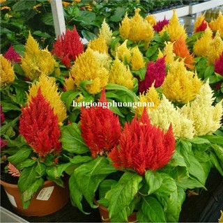 50 Hạt - Hạt Giống Hoa Mào Gà Lửa Lùn Op Mix Phương Nam
