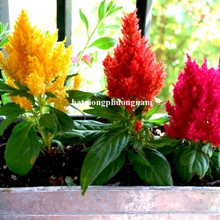 50 Hạt - Hạt Giống Hoa Mào Gà Lửa Lùn Op Mix Phương Nam