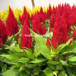 50 Hạt - Hạt Giống Hoa Mào Gà Lửa Lùn Op Mix Phương Nam
