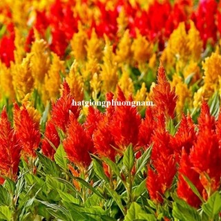 50 Hạt - Hạt Giống Hoa Mào Gà Lửa Lùn Op Mix Phương Nam