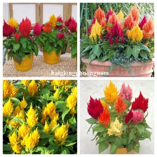 50 Hạt - Hạt Giống Hoa Mào Gà Lửa Lùn Op Mix Phương Nam