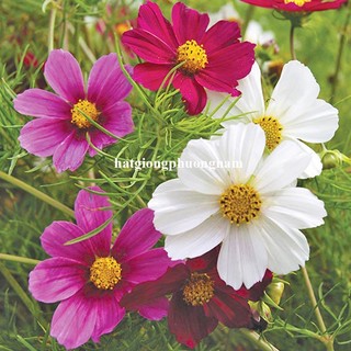 Hạt Giống Hoa  Sao Nhái Cánh Bướm Phương Nam