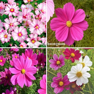 Hạt Giống Hoa  Sao Nhái Cánh Bướm Phương Nam