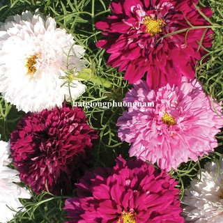50 Hạt - Hạt Giống Hoa Sao Nhái Cánh Bướm Kép Mix Phương Nam