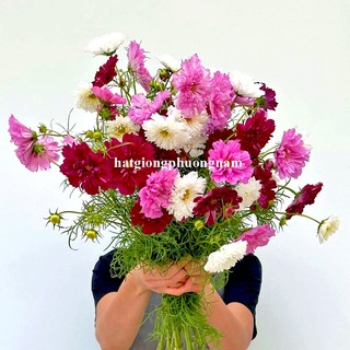 50 Hạt - Hạt Giống Hoa Sao Nhái Cánh Bướm Kép Mix Phương Nam