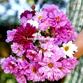 50 Hạt - Hạt Giống Hoa Sao Nhái Cánh Bướm Kép Mix Phương Nam