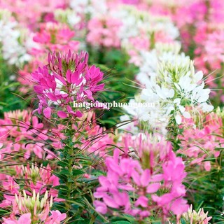 1 Gram - Hạt Giống Hoa Hồng Ri (Túy Điệp ) Mix Phương Nam