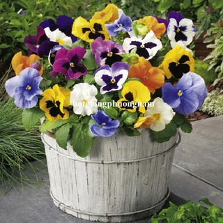 15 Hạt - Hạt Giống Hoa Pansy Mix Phương Nam