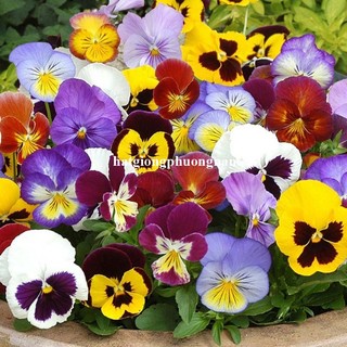 15 Hạt - Hạt Giống Hoa Pansy Mix Phương Nam