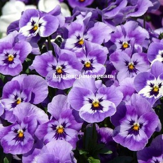 15 Hạt - Hạt Giống Hoa Pansy Mix Phương Nam