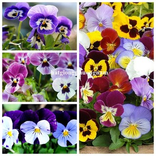 15 Hạt - Hạt Giống Hoa Pansy Mix Phương Nam