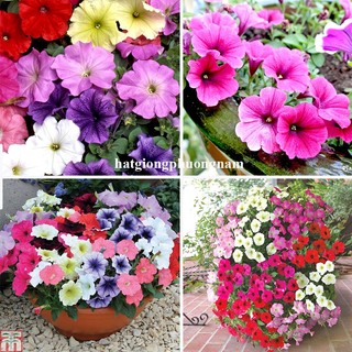 Hạt Giống Hoa Dạ Yến Thảo  Phương Nam