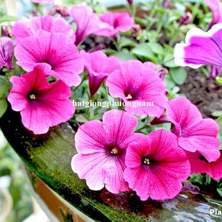 Hạt Giống Hoa Dạ Yến Thảo  Phương Nam