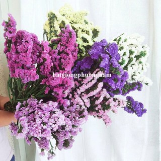 20 Hạt - Hạt Giống Hoa Salem Mix Cắt Cành F1 Phương Nam