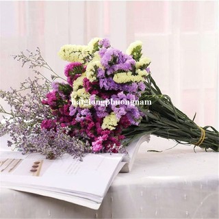 20 Hạt - Hạt Giống Hoa Salem Mix Cắt Cành F1 Phương Nam
