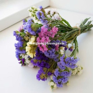 20 Hạt - Hạt Giống Hoa Salem Mix Cắt Cành F1 Phương Nam