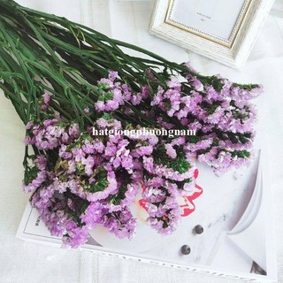 20 Hạt - Hạt Giống Hoa Salem Mix Cắt Cành F1 Phương Nam