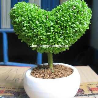 2 Gram - Hạt Giống May Mắn Phương Nam