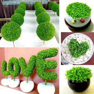 2 Gram - Hạt Giống May Mắn Phương Nam