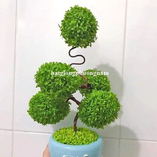 2 Gram - Hạt Giống May Mắn Phương Nam