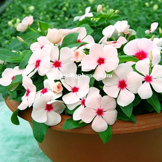 Hạt Giống Hoa Dừa Cạn Đứng Mix Phương Nam