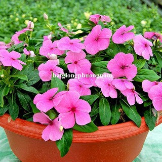 Hạt Giống Hoa Dừa Cạn Đứng Mix Phương Nam
