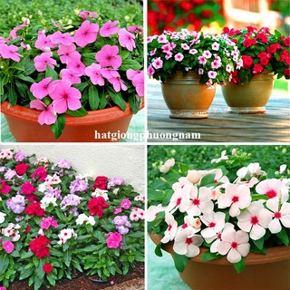 Hạt Giống Hoa Dừa Cạn Đứng Mix Phương Nam
