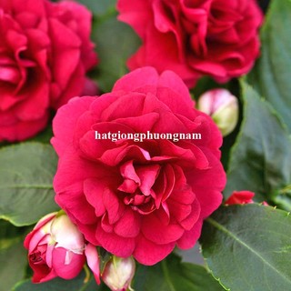 5 Hạt - Hạt Giống Hoa Ngọc Thảo Kép Mix F1 Phương Nam