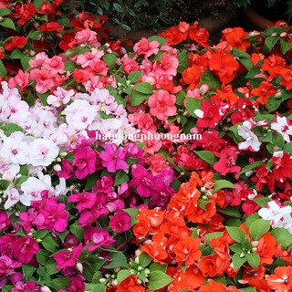 5 Hạt - Hạt Giống Hoa Ngọc Thảo Kép Mix F1 Phương Nam